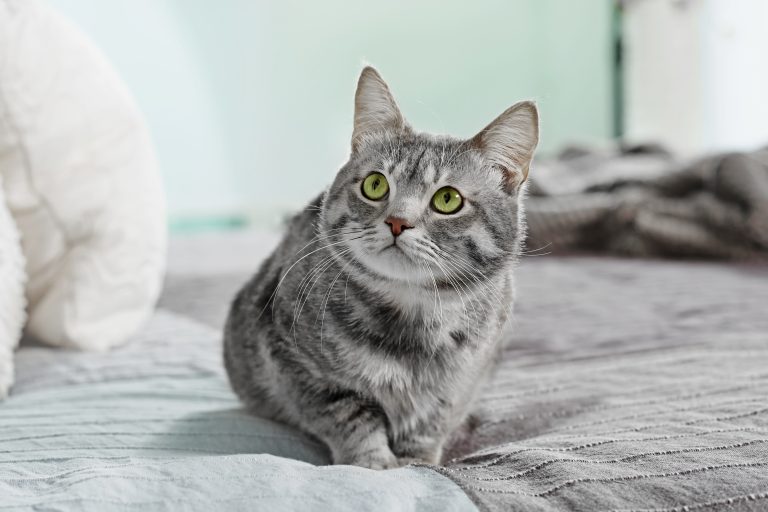 Urine de chat sur le lit – 2 raisons derrière ce comportement