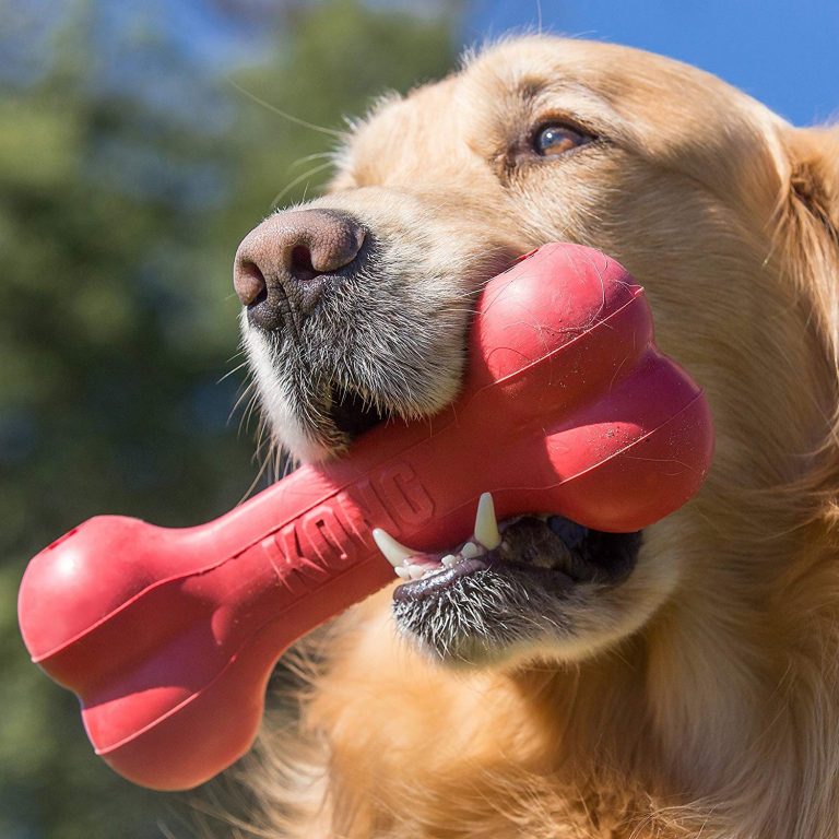 jouets pour chiens surs et dangereux