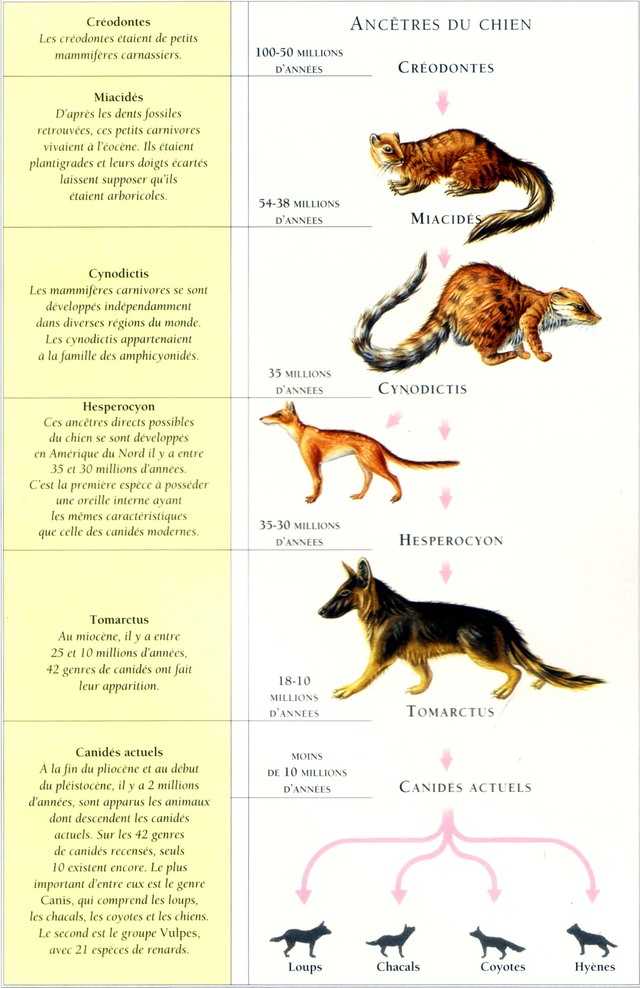 lorigine du chien