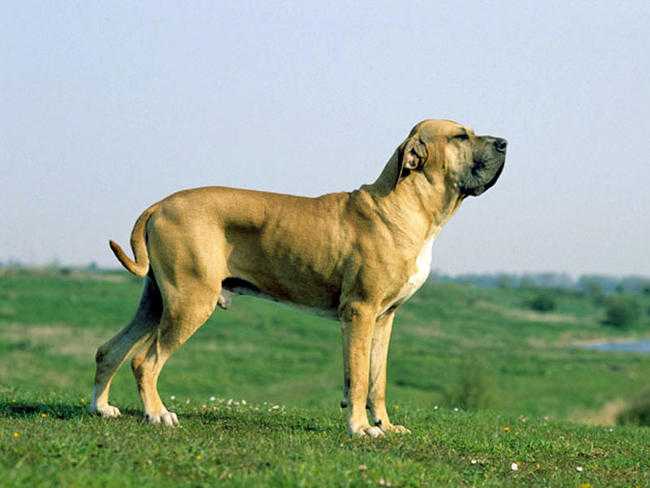 mastiffs bresiliens est ce la bonne race de chien pour vous