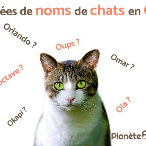 noms de chats mignons et comment les trouver