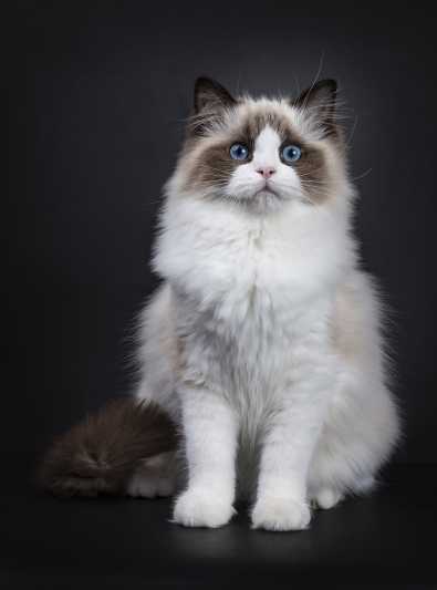 quest ce quun chat ragdoll