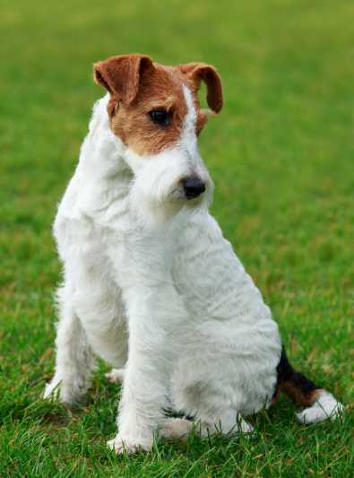 race de chien wire fox terrier temperament problemes de sante toilettage et conditions de vie