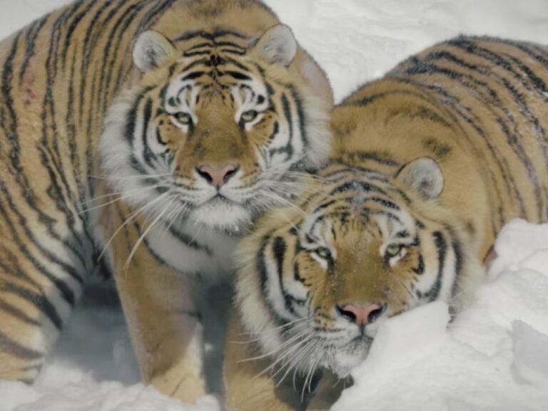 tigres de siberie la plus grande espece de chat au monde