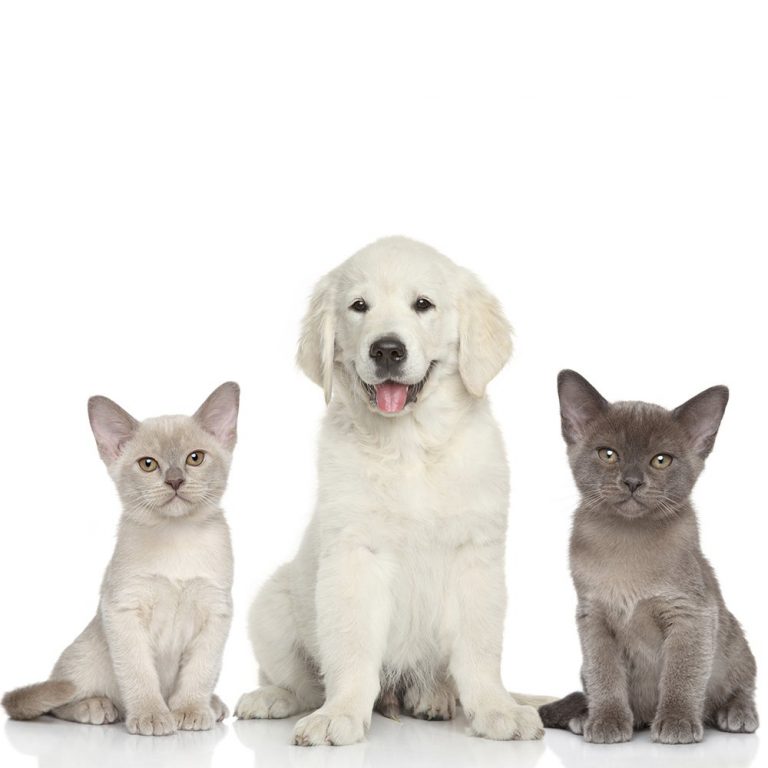 3 principales raisons pour lesquelles les chats sont de meilleurs animaux de compagnie que les chiens