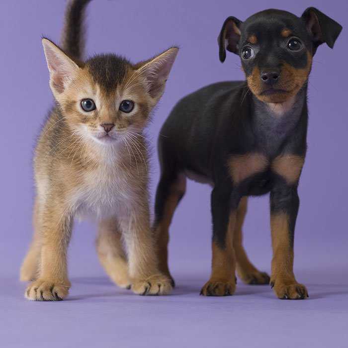 5 raisons pour lesquelles certaines personnes preferent les chats plutot que les chiens