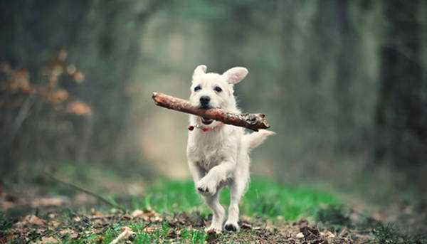 dressage de chiens 8 erreurs de correction que les proprietaires de chiens font
