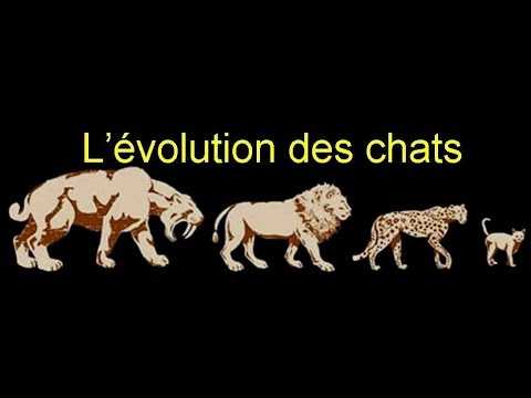 levolution des chats domestiques