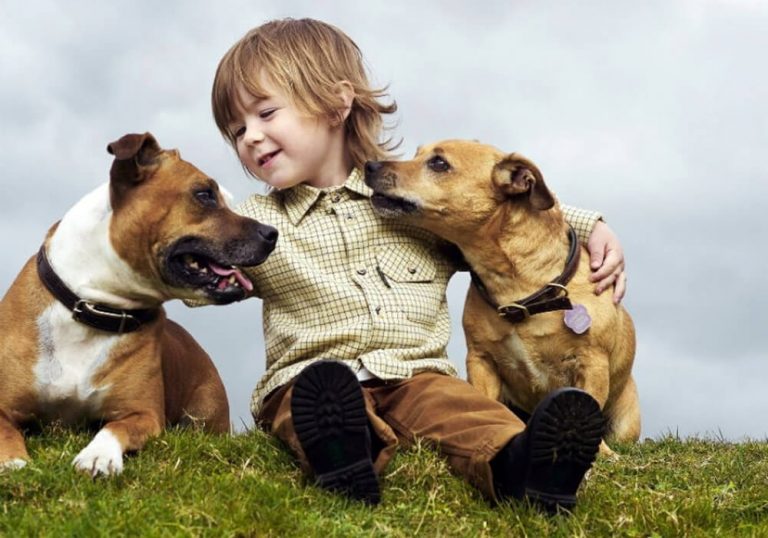 races de chiens vous voulez donc un nouveau meilleur ami