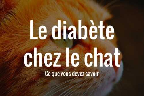 votre chat diabetique pouvez vous prendre soin dun chat diabetique