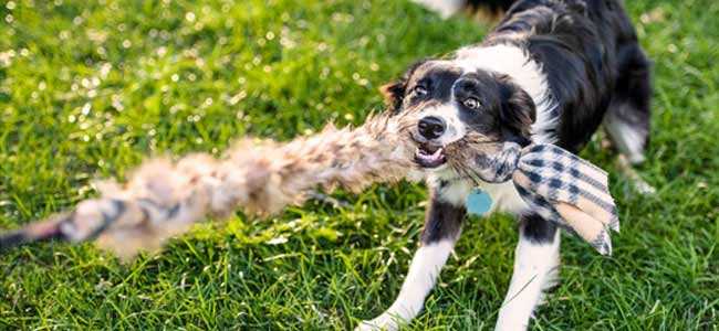 dressage de chiens ce que vous devez savoir sur tug o war