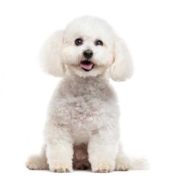 le chien bichon frise est un animal social mais vous convient il