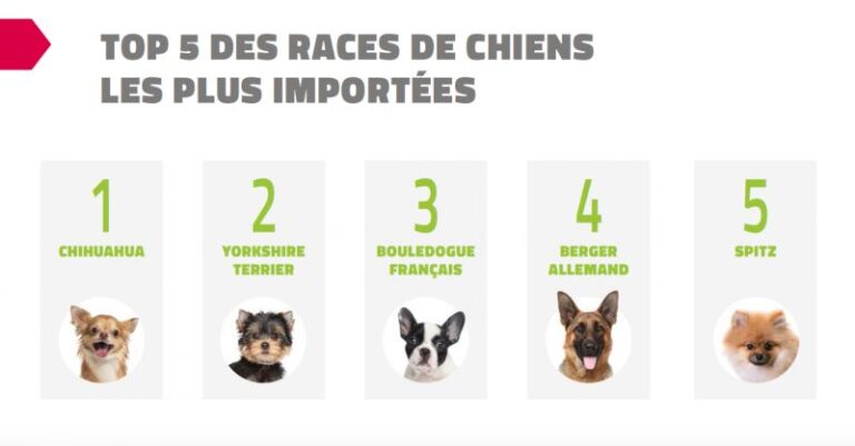 tendances des parcs a chiens a la hausse