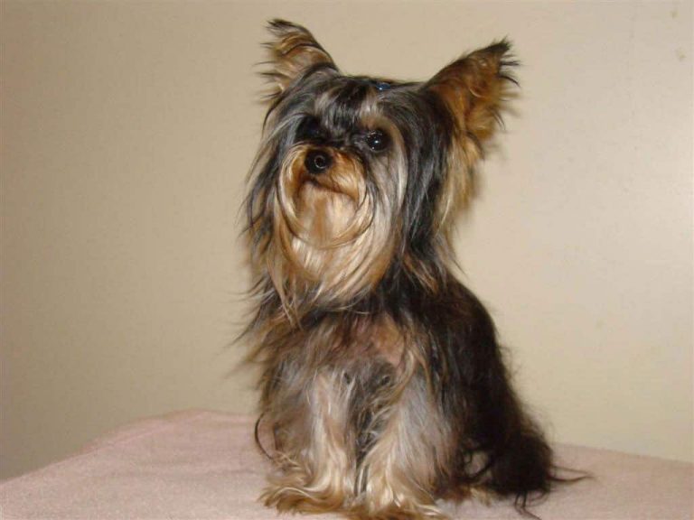 vos chiens yorkie sont ils timides et timides