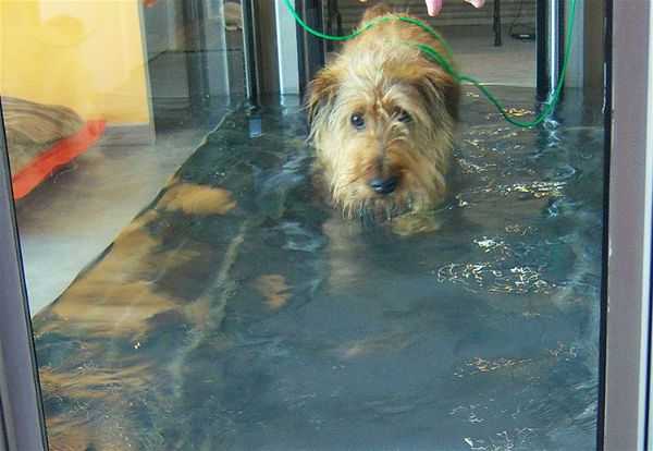 comment prendre soin des piscines de therapie de chien