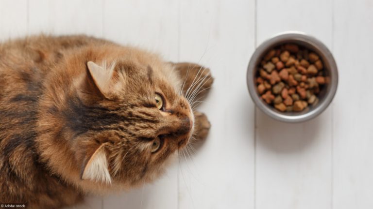 Comment préparer de la nourriture pour votre chat gériatrique