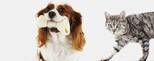posseder une assurance responsabilite civile pour chien est essentiel si vous aimez garder vos actifs