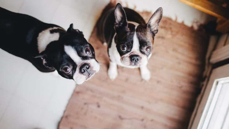 chiens boston terrier symptomes de lanxiete de separation