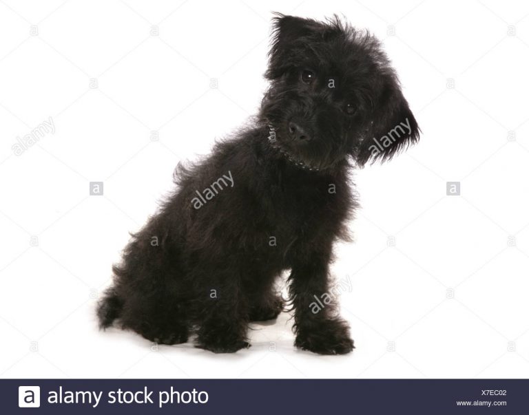 chiens cairnoodle