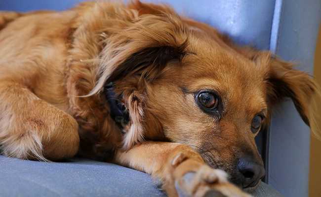 chiens comment guerir la respiration des chiens