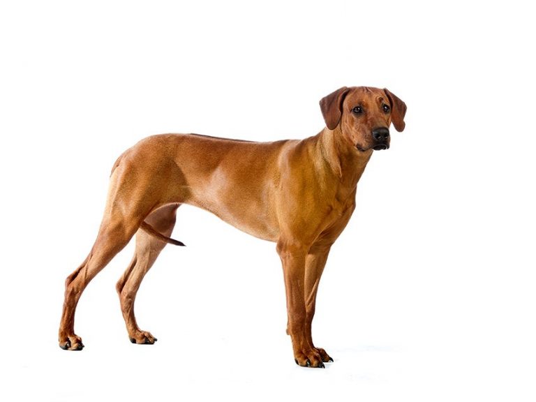 formation de rhodesian ridgeback en tant que chien de garde