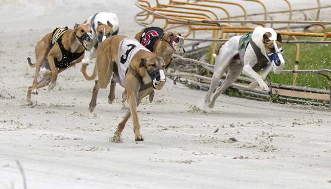 gagner a la piste de chien avec des courses a enjeux