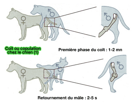 pourquoi les chiens restent ils coinces ensemble lors de la reproduction