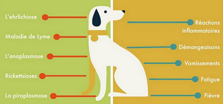 problemes de dressage de chiens diarrhee