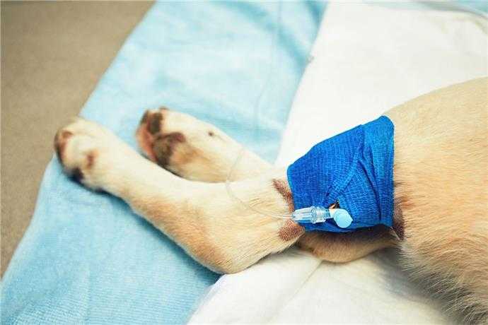 a quoi sattendre lorsque votre chien est confronte a une chirurgie de luxation de la rotule genou