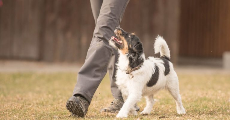 coherence lors de la formation des chiens de compagnie une exigence indispensable