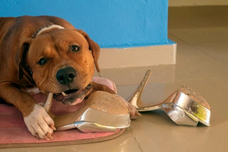 comment empecher votre chien de macher