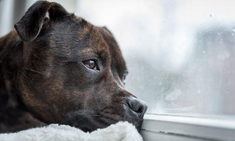 entrainez votre chien avec respect
