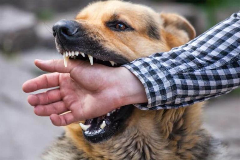 votre chien mord il comment proteger votre chien et vous meme contre toute responsabilite