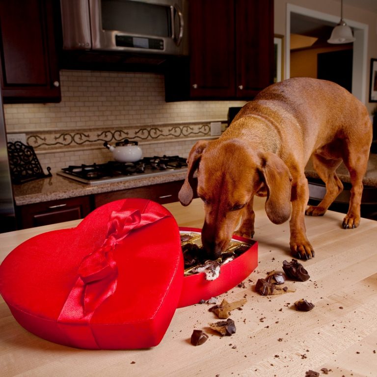 dangers des chiens dans votre maison