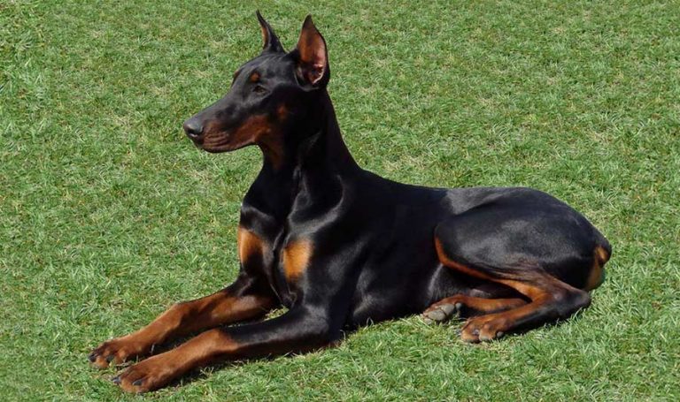 lecons de mon fidele chien pixie