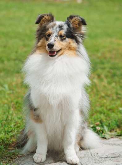 un chien de berger des shetland est il le chien parfait pour vous