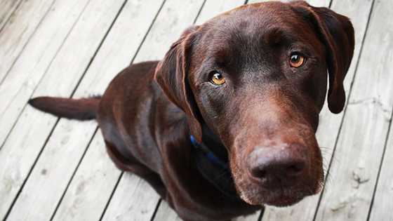 pourquoi votre chien vous comprend plus que vous ne le pensez