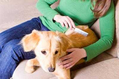 vivre avec des poils de chien voici quelques choses que vous pouvez faire