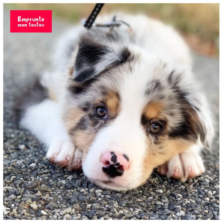 apprentissage de la proprete pour un chien plus age 7 conseils pratiques