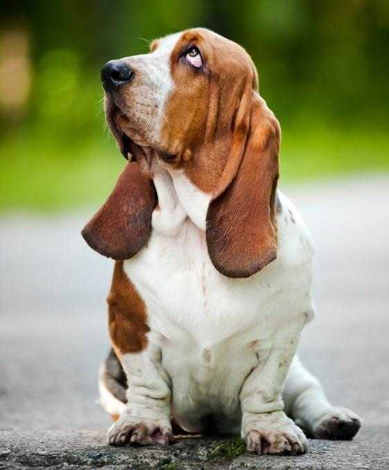chiens de chasse hypoallergeniques populaires 3 des plus populaires du lot