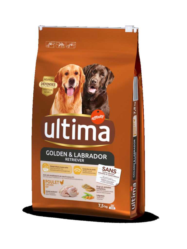 gestion de la sante dun chien senior regime riche exercice controles veterinaires et supplements