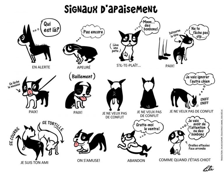 pouvez vous comprendre votre chien aujourdhui