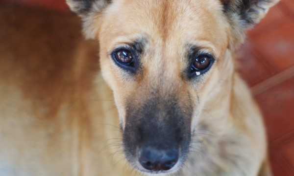 symptomes dallergie au chien votre chien a t il une allergie