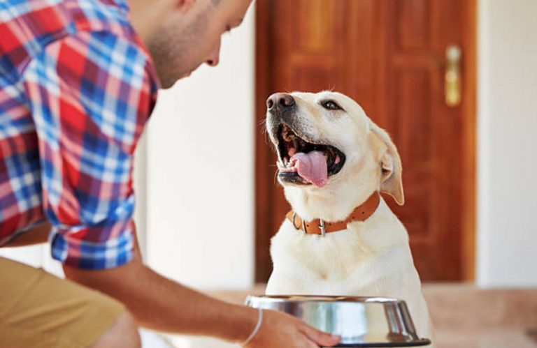 5 facons sures de montrer a votre chien que vous etes le patron