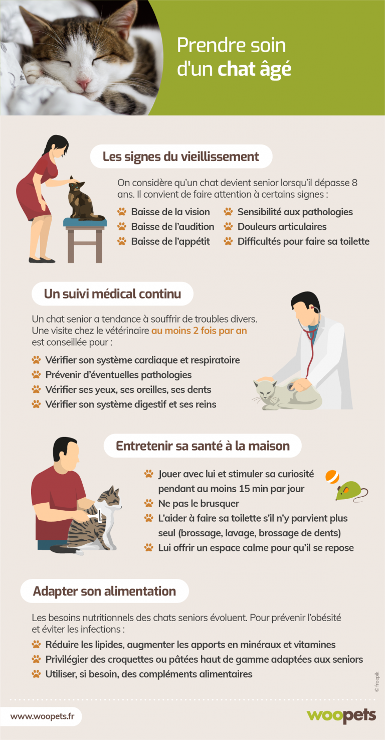 ce que vous devez savoir sur les soins pour chats vieillissants
