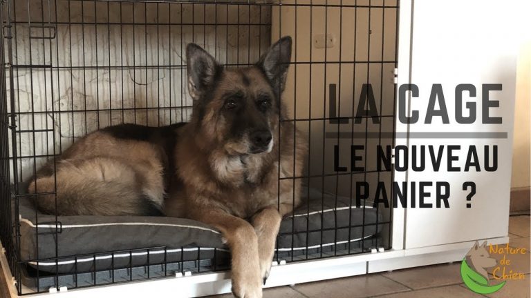 ce quil ne faut pas faire lors de la mise en cage dun chien