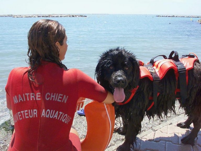 chiens de sauvetage
