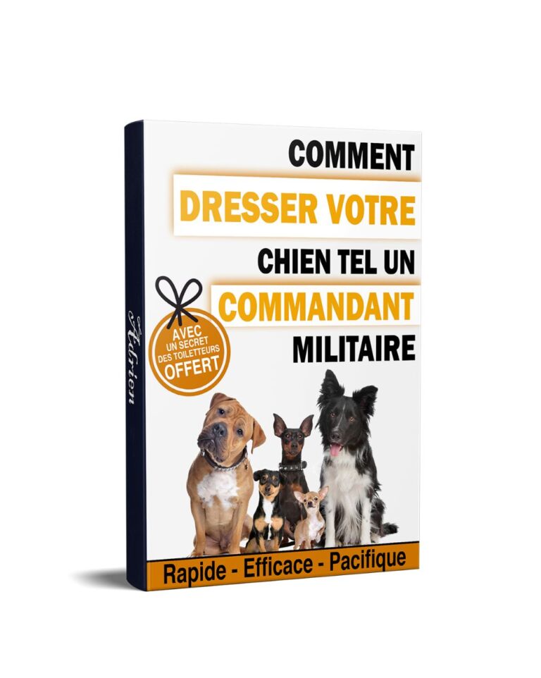 comment dresser votre chien un guide