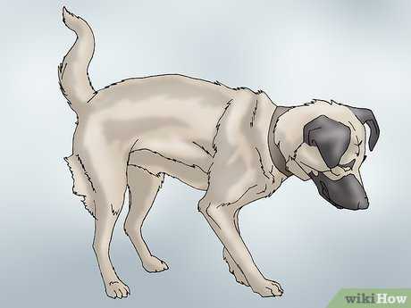 comment savoir si votre chien a une dysplasie de la hanche