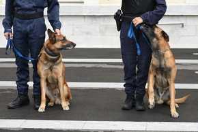 faits importants et interessants sur la formation des chiens policiers